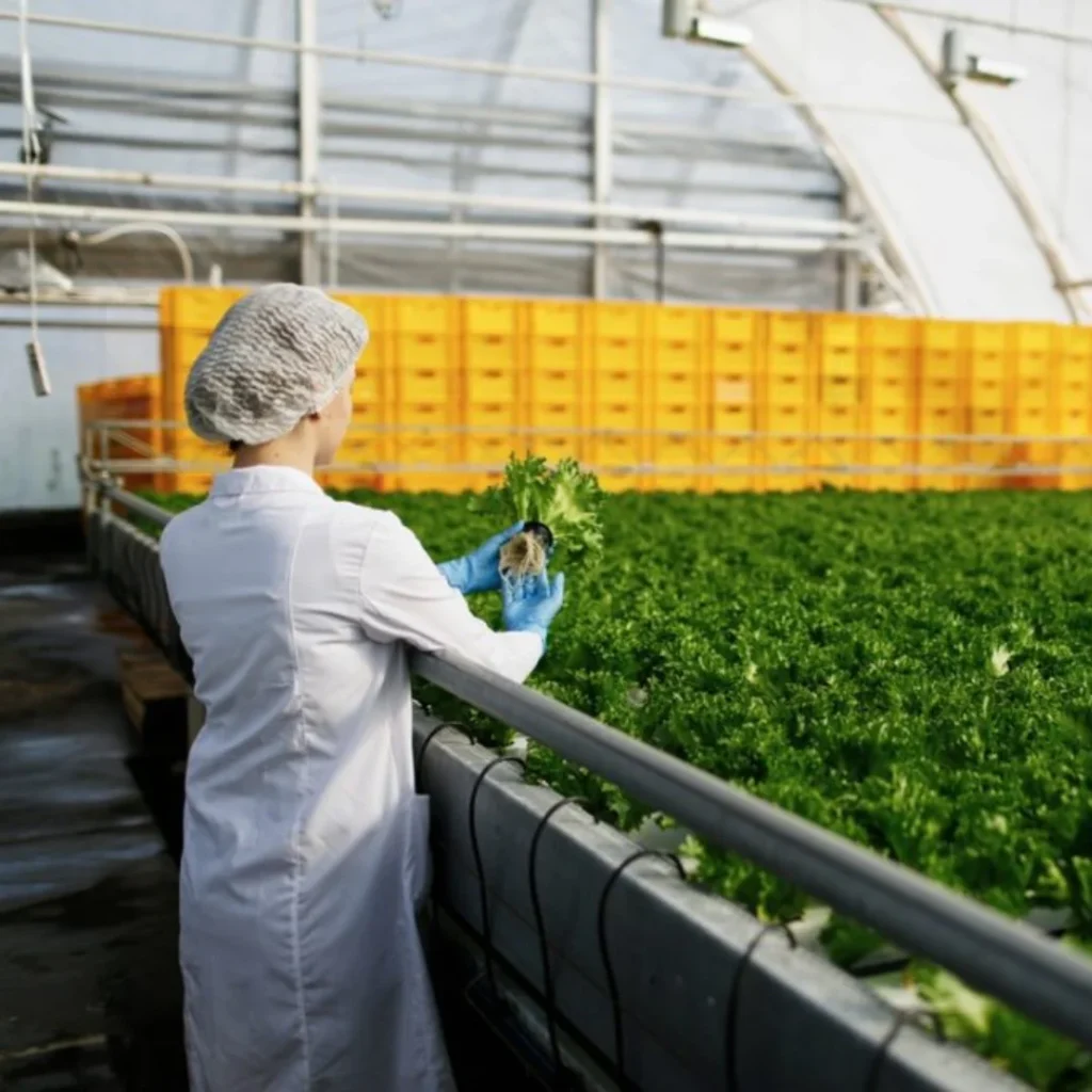 Agri & Food Processing Consulting